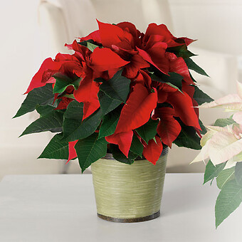 Classic Poinsettia 8"